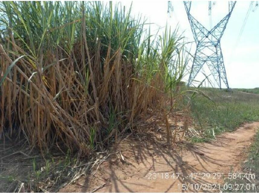 Imagem 11 do Leilão de Área Rural - Zona Rural - Porto Feliz/SP