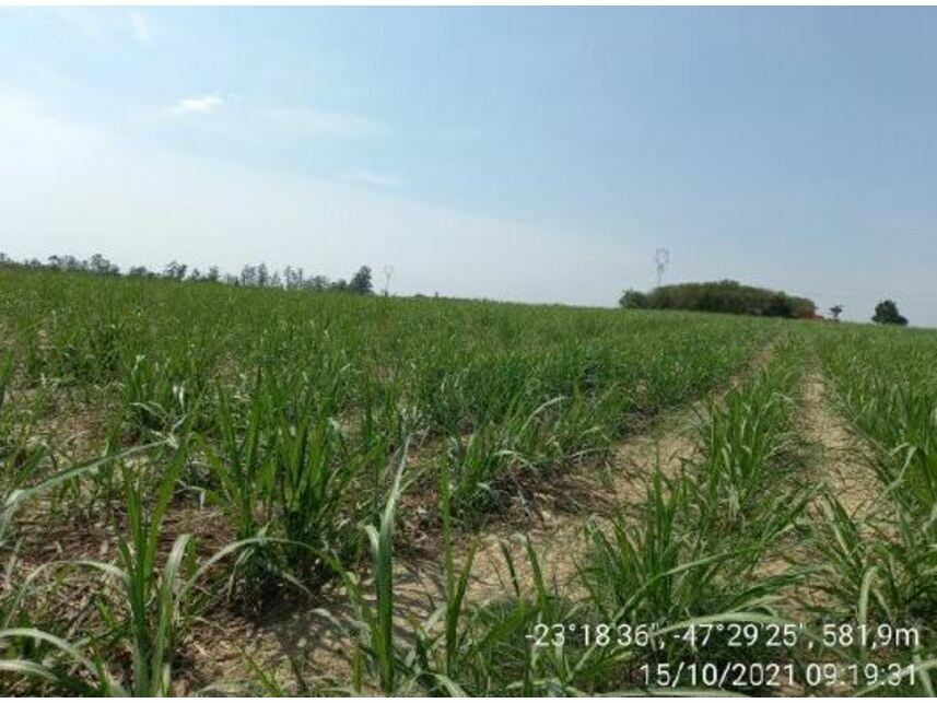 Imagem 14 do Leilão de Área Rural - Zona Rural - Porto Feliz/SP