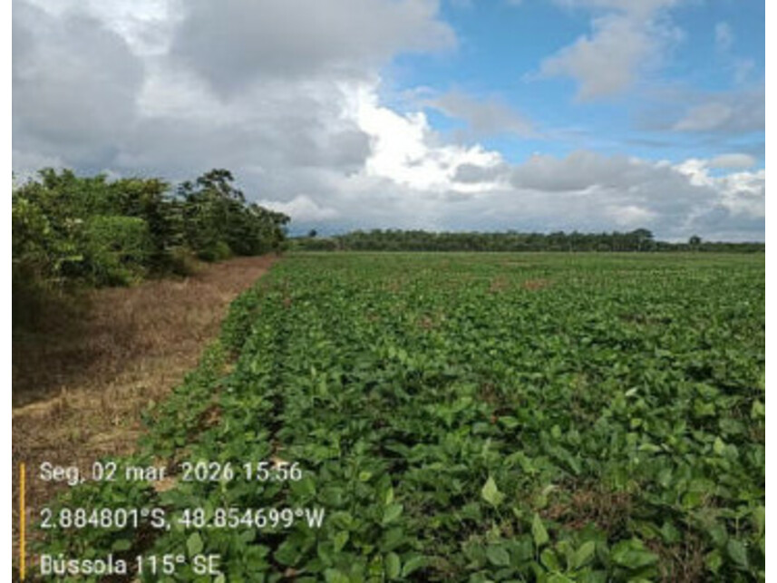 Imagem 8 do Leilão de Área Rural - Zona Rural - Tailândia/PA