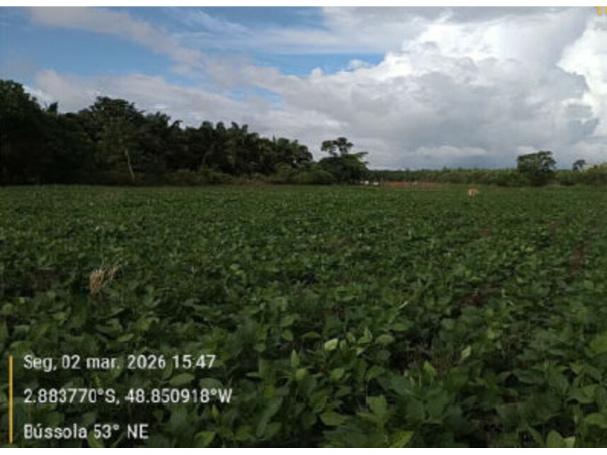 Imagem 4 do Leilão de Área Rural - Zona Rural - Tailândia/PA