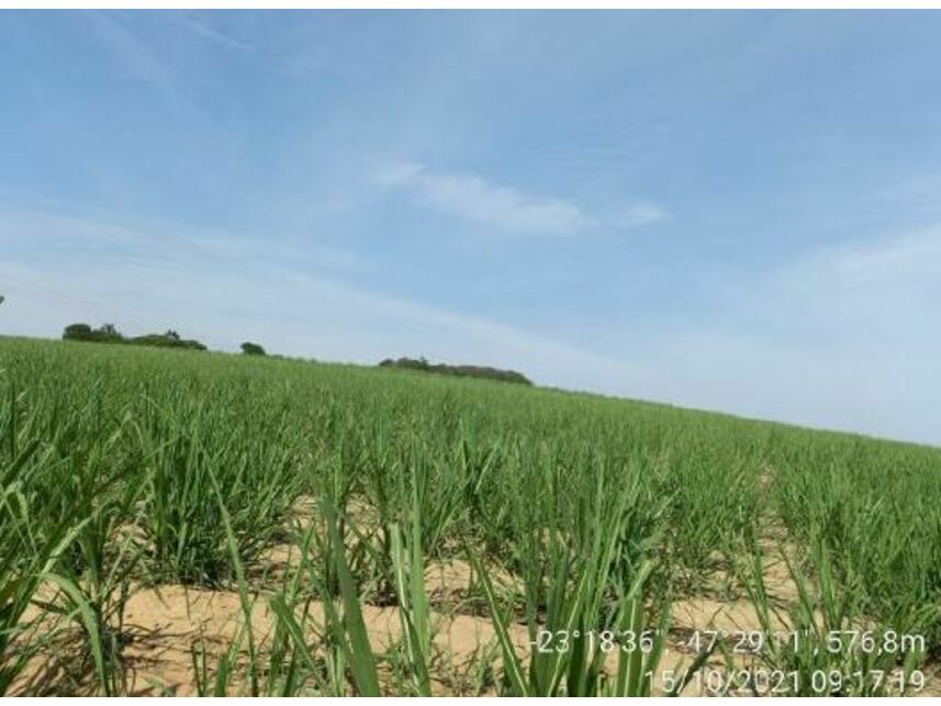 Imagem 15 do Leilão de Área Rural - Zona Rural - Porto Feliz/SP