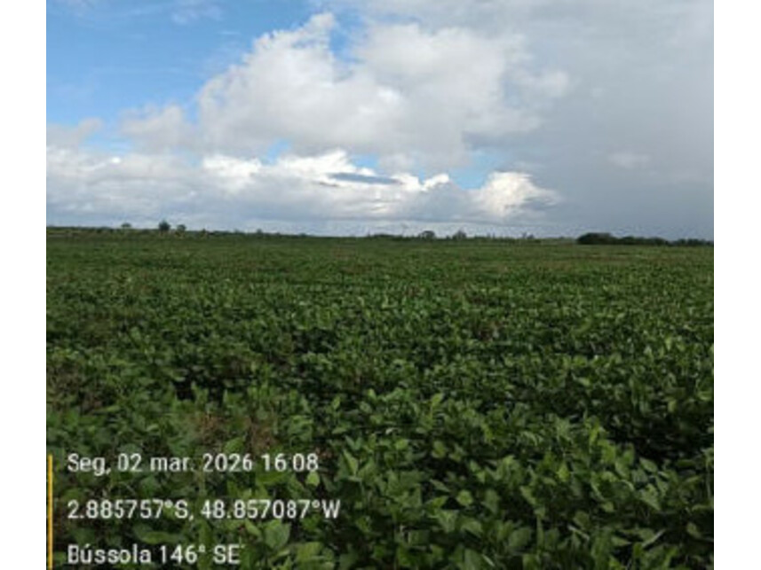Imagem 11 do Leilão de Área Rural - Zona Rural - Tailândia/PA