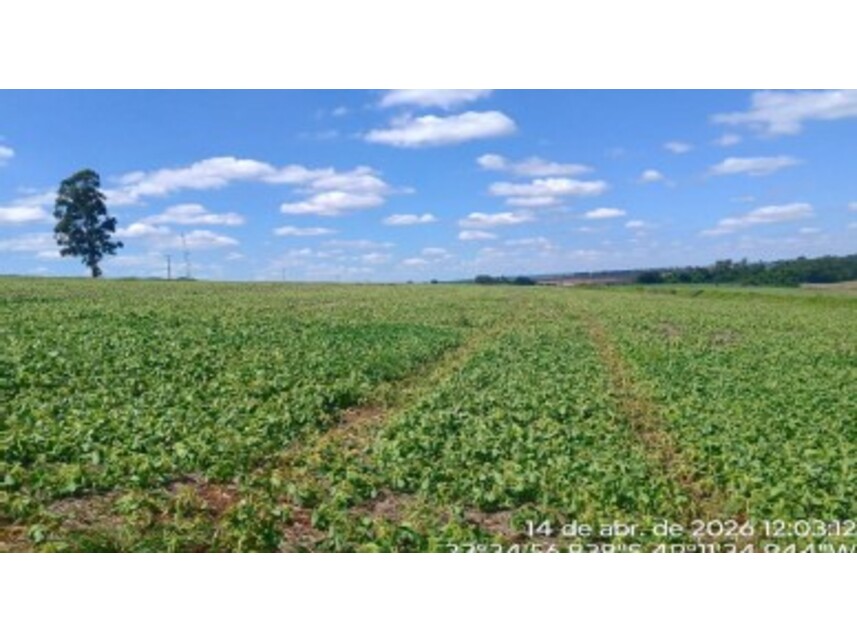 Imagem 5 do Leilão de Área Rural - Muniz - Taquarituba/SP
