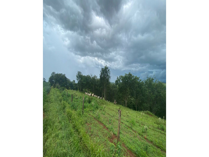 Imagem 8 do Leilão de Área Rural - Zona Rural - Araguari/MG