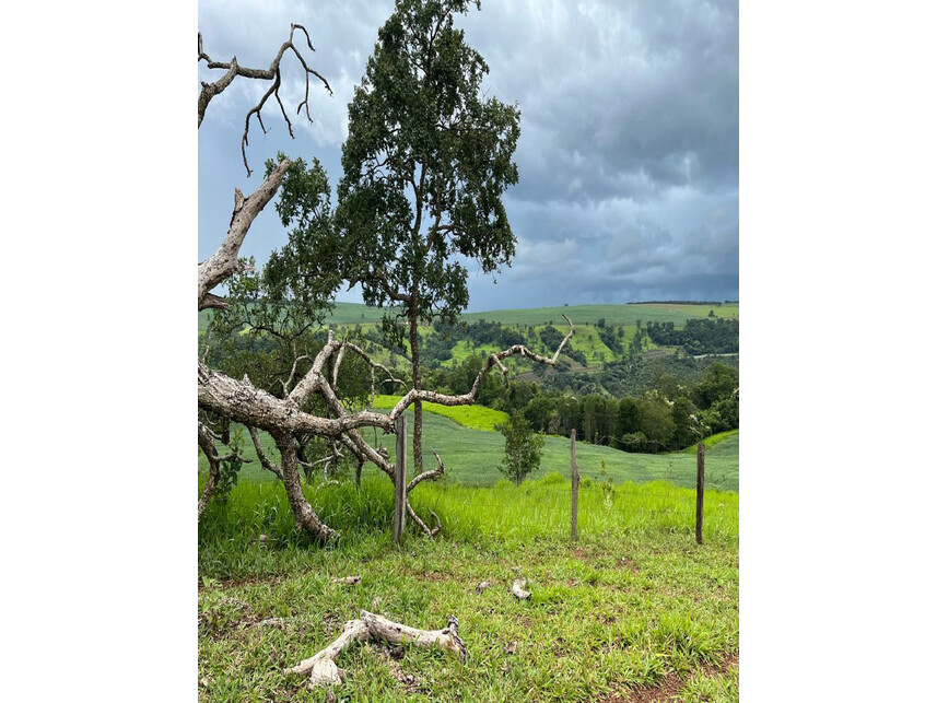 Imagem 5 do Leilão de Área Rural - Zona Rural - Araguari/MG