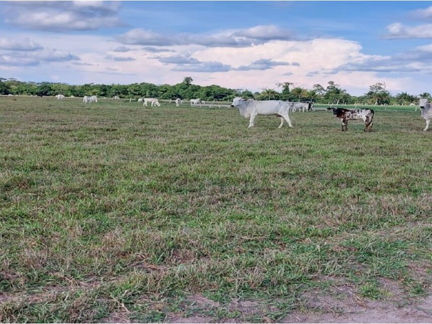 Imagem 3 do Leilão de Área Rural - Zona Rural - Colíder/MT