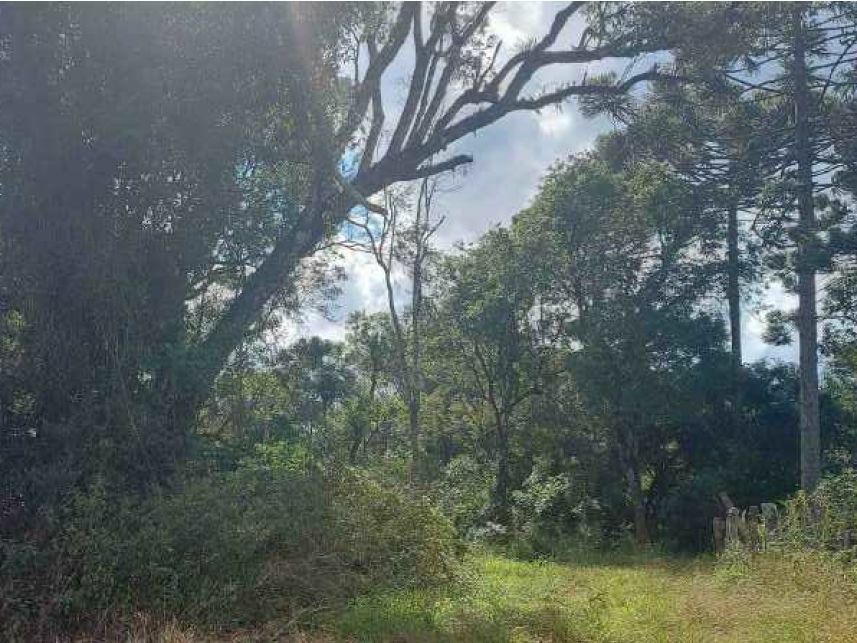 Imagem 6 do Leilão de Área Rural - Área Rural - Campo do Tenente/PR