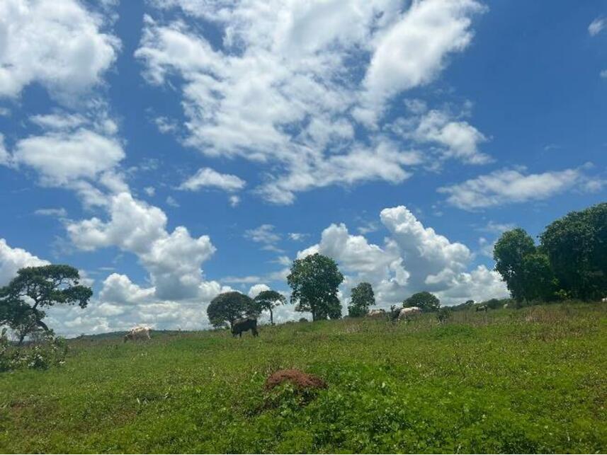 Imagem 5 do Leilão de Área Rural - Zona Rural - Gurinhatã/MG