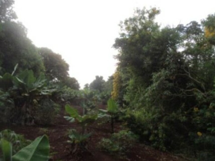 Imagem 6 do Leilão de Terreno - Parque Industrial I - Arapongas/PR