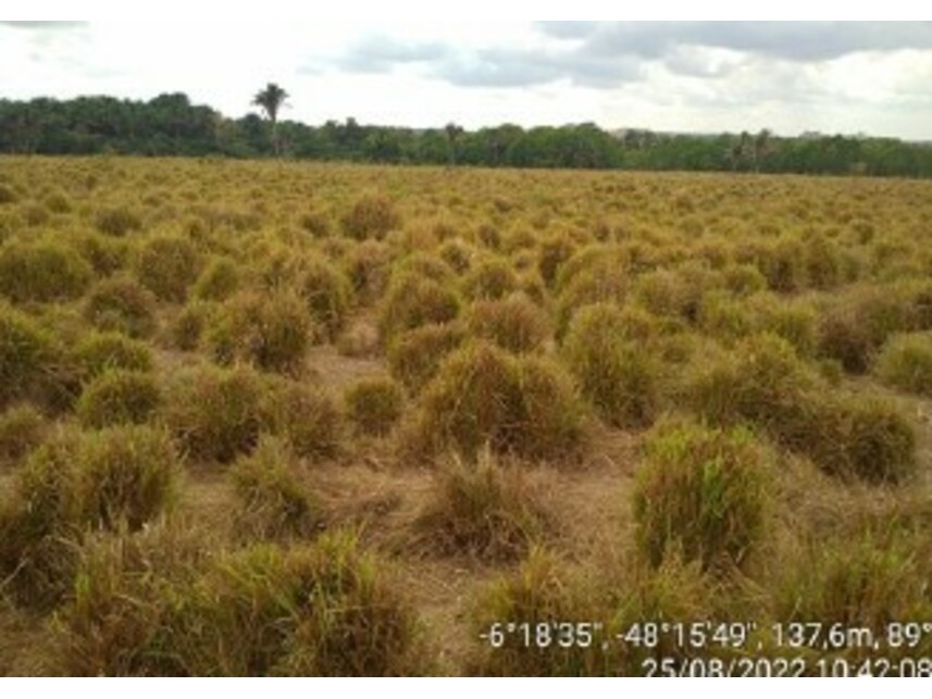Imagem 14 do Leilão de Área Rural - Zona Rural - Ananás/TO