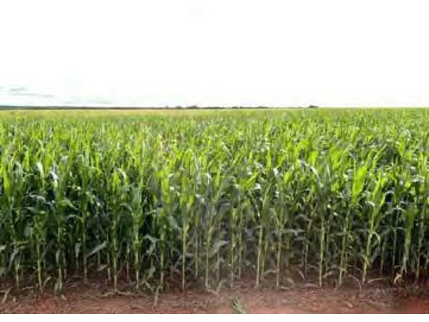 Imagem 12 do Leilão de Área Rural - Zona Rural - Alto Boa Vista/MT