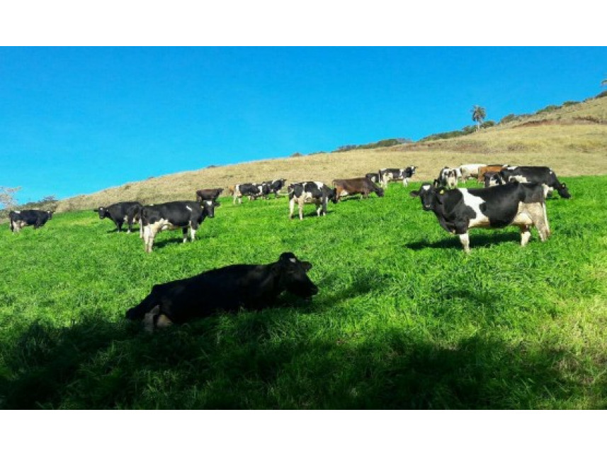 Imagem 3 do Leilão de Área Rural - Zona Rural - Saltinho/SC