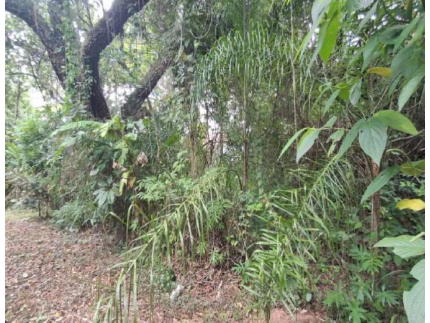 Imagem 9 do Leilão de Terreno - Chácara Pinho Rei - Louveira/SP
