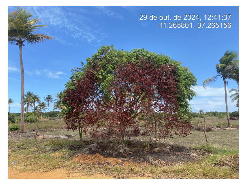 Imagem 1 do Leilão de Terreno - Loteamento Vila Rica do Abais - Itaporanga d'Ajuda/SE