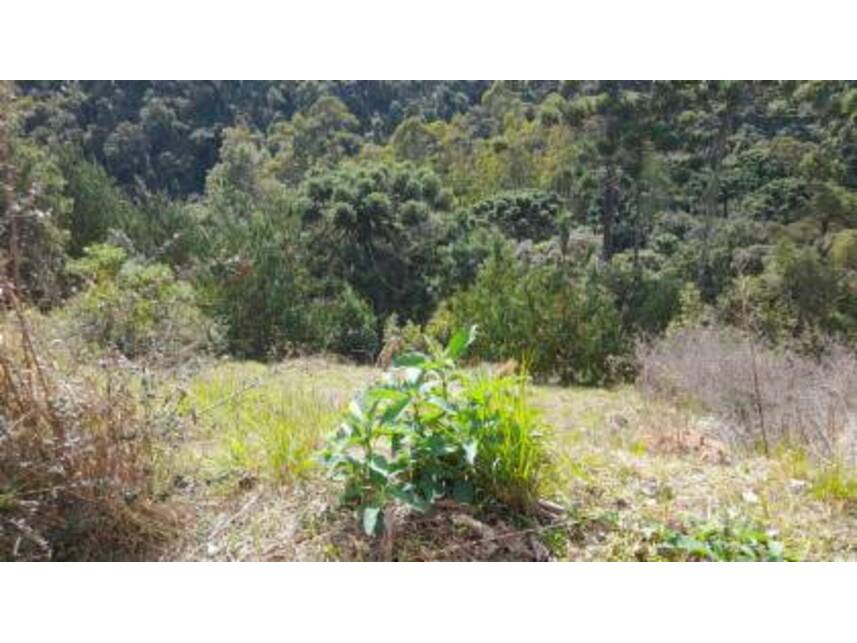 Imagem 5 do Leilão de Terreno - Alto da Boa Vista - Campos do Jordão/SP