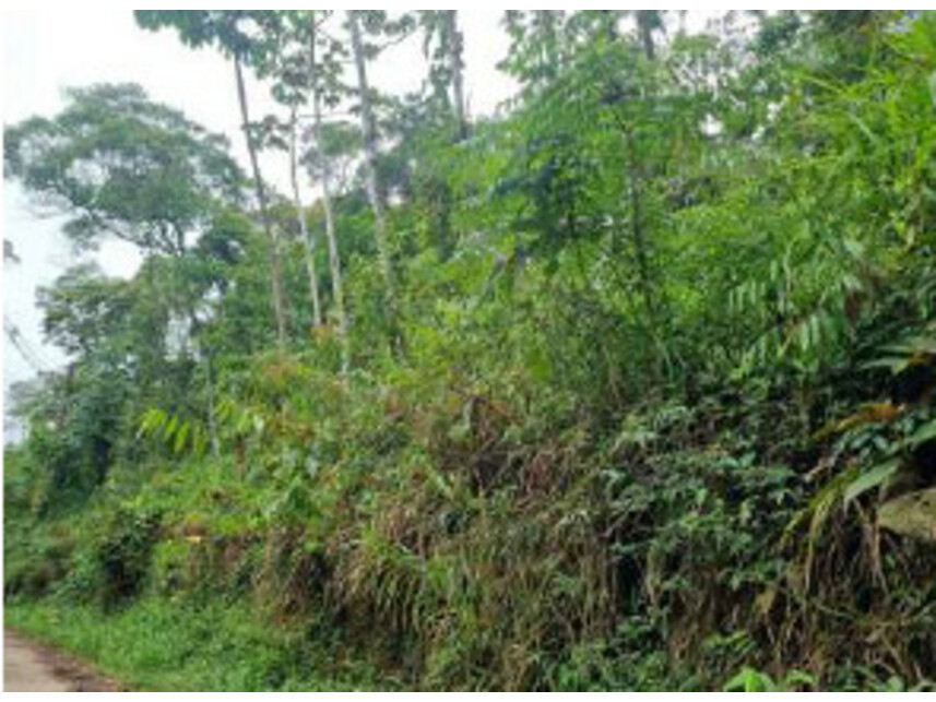 Imagem 3 do Leilão de Terrenos - Serra do Itapety - Mogi das Cruzes/SP