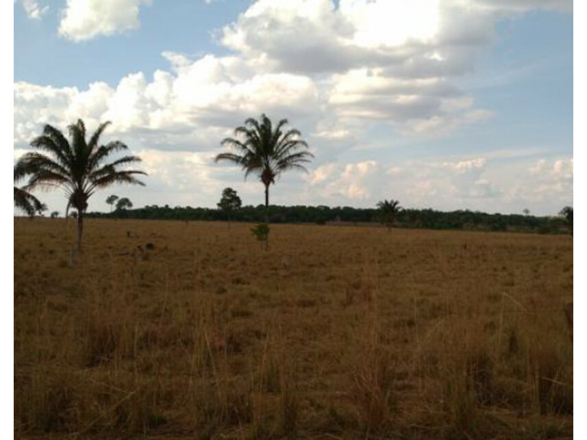 Imagem 15 do Leilão de Área Rural - Zona Rural - Ananás/TO