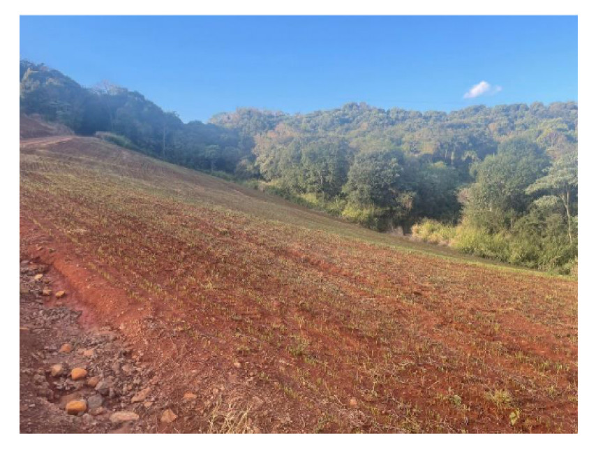 Imagem 6 do Leilão de Área Rural - Rural - Pitanga/PR