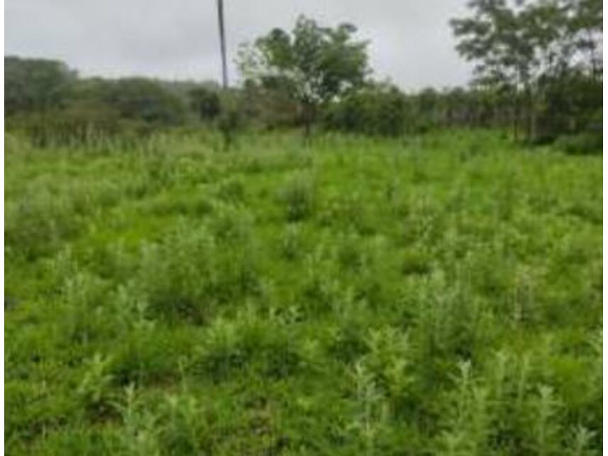 Imagem 2 do Leilão de Terrenos - Chácaras Saia Velha - Cidade Ocidental/GO
