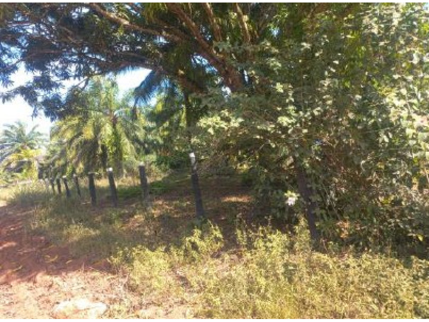 Imagem 7 do Leilão de Área Rural - Zona Rural - Moju/PA