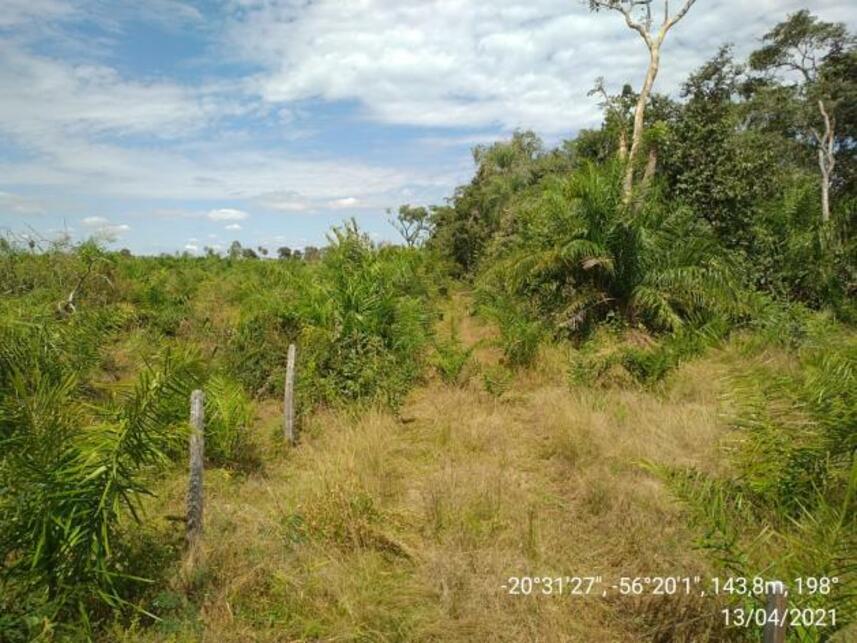 Imagem 10 do Leilão de Fazenda - Zona Rural - Miranda/MS