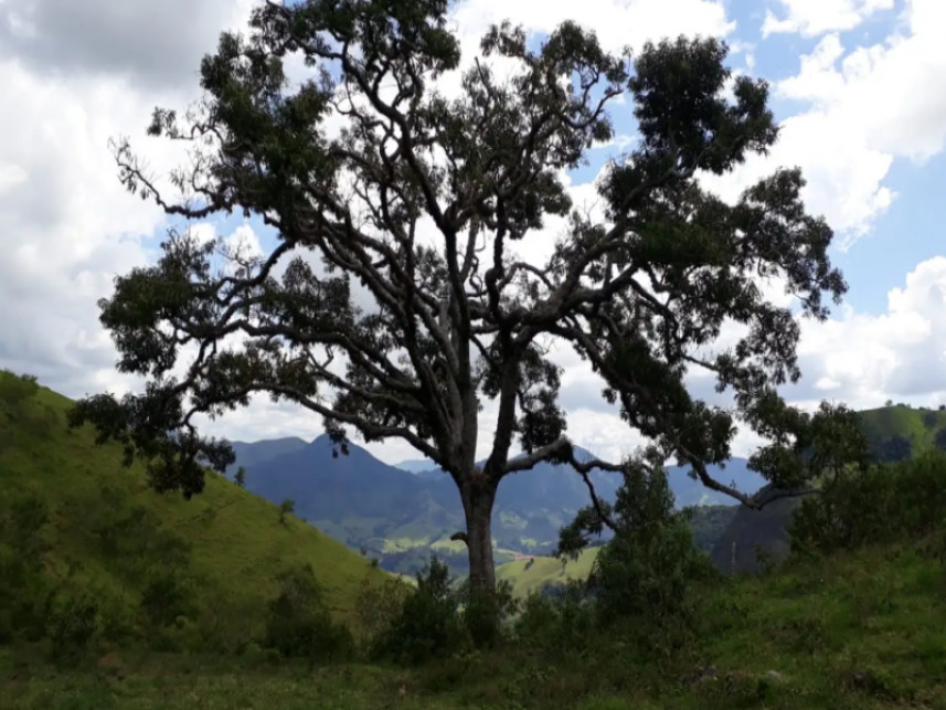 Imagem 13 do Leilão de Fazenda - Luminosa - Brazópolis/MG
