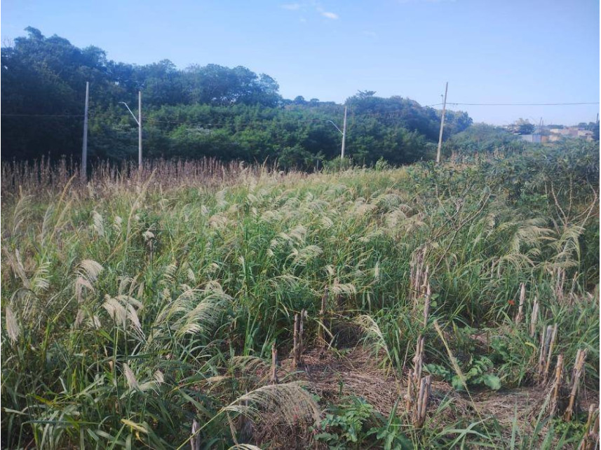 Imagem 3 do Leilão de Terreno - Centro - Cafelândia/PR
