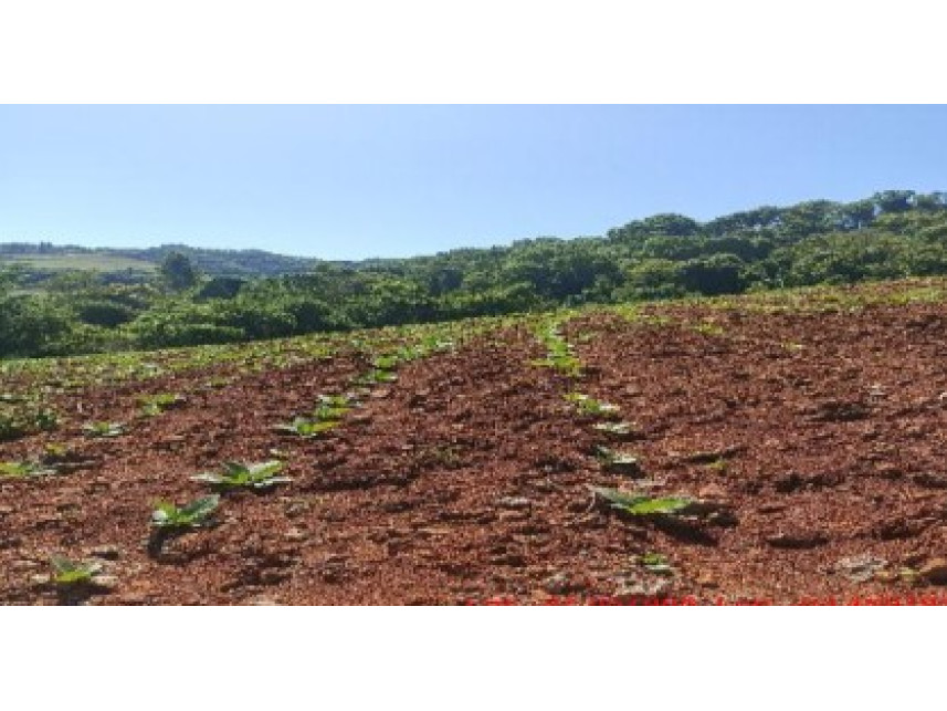 Imagem do Leilão de Área Rural - Zona Rural - Mondaí/SC
