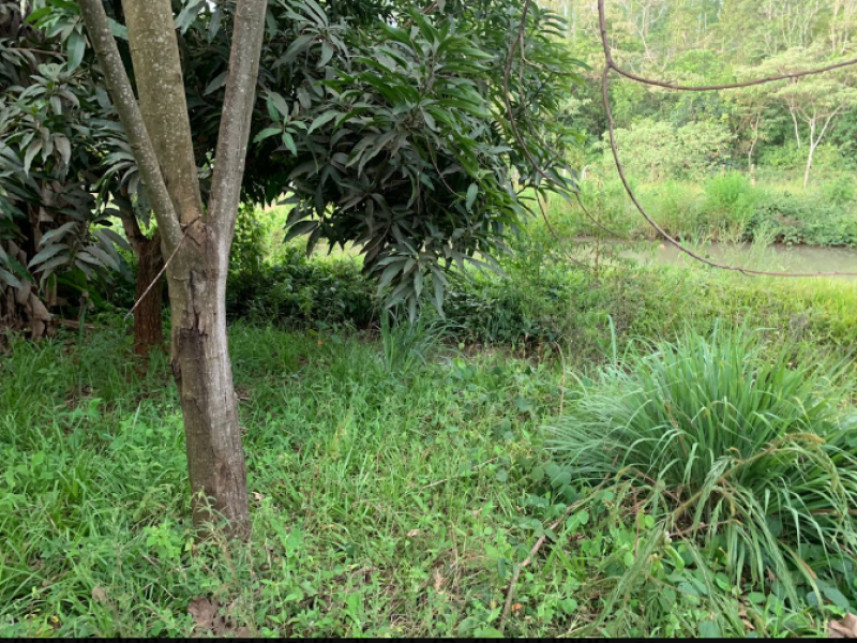 Imagem 3 do Leilão de Fazenda - Cachoeirinha - Rio Verde/GO