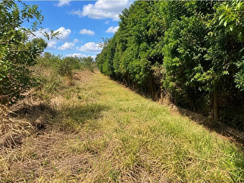 Imagem 3 do Leilão de Terreno - Sorocamirim - Ibiúna/SP