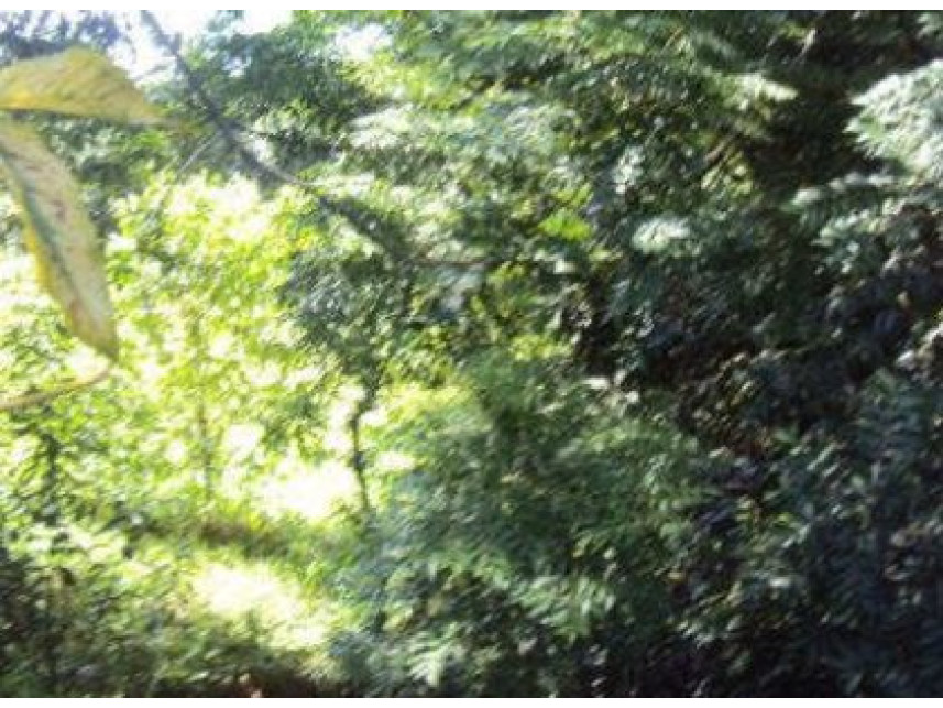 Imagem 9 do Imóvel a venda - Terreno - Vila Piedade - Itapetininga/SP