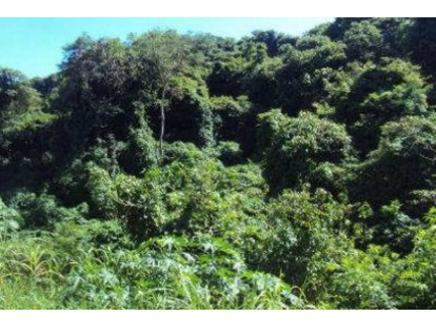 Imagem 7 do Imóvel a venda - Terreno - Vila Piedade - Itapetininga/SP