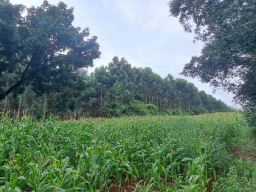 Imagem 3 do Leilão de Terreno - Distrito de Alto da Serra - Chapecó/SC