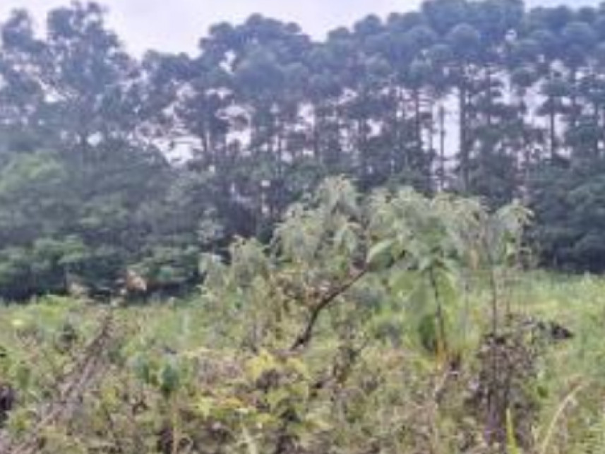 Imagem 9 do Leilão de Área Rural - Interior - Canela/RS