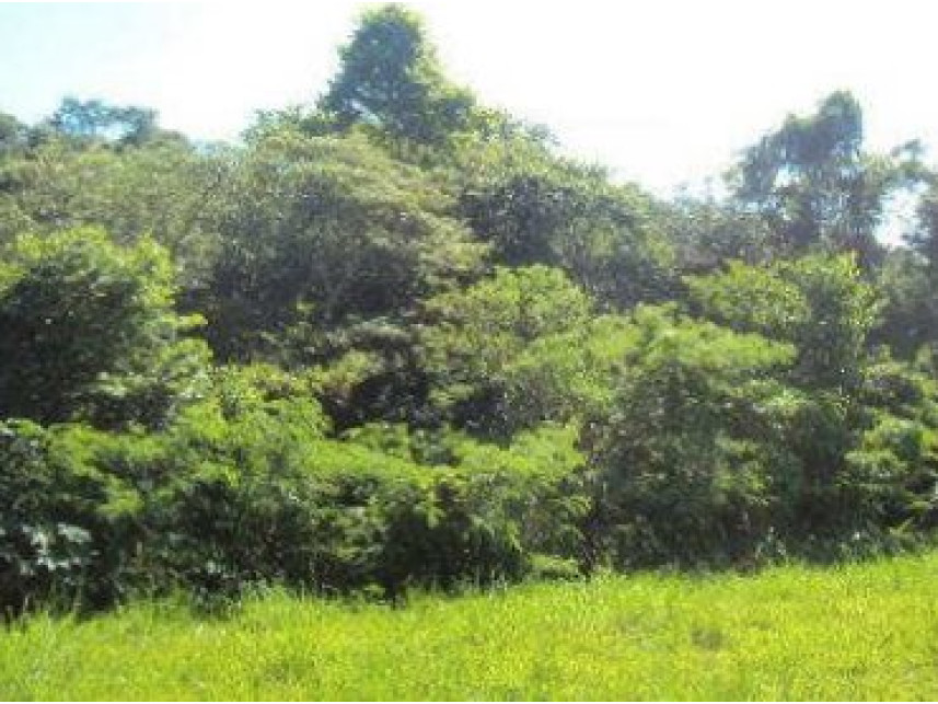 Imagem 5 do Imóvel a venda - Terreno - Vila Piedade - Itapetininga/SP