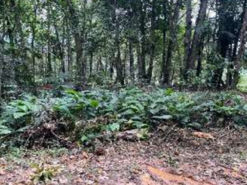 Imagem 2 do Leilão de Terreno - Progresso - Blumenau/SC
