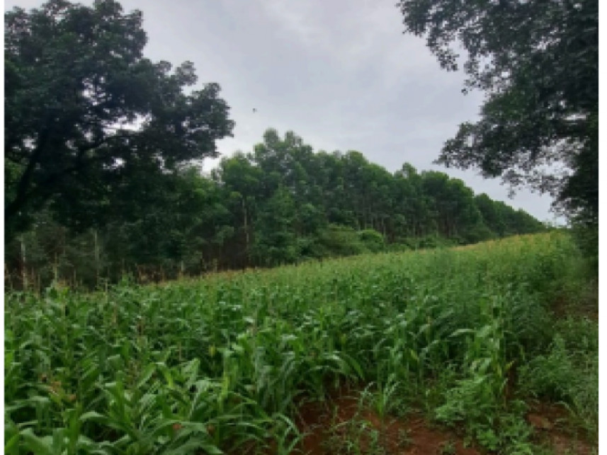 Imagem 2 do Leilão de Terreno - Distrito de Alto da Serra - Chapecó/SC