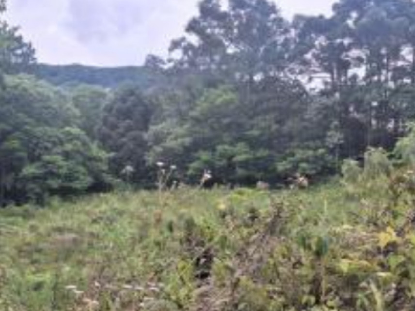 Imagem 10 do Leilão de Área Rural - Interior - Canela/RS