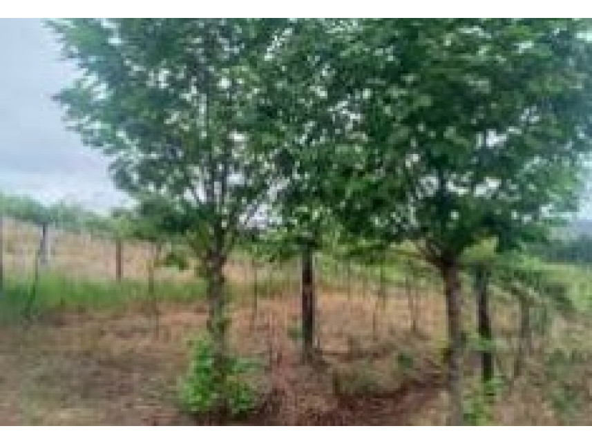 Imagem 3 do Leilão de Área Rural - Secção Floresta - Charrua/RS