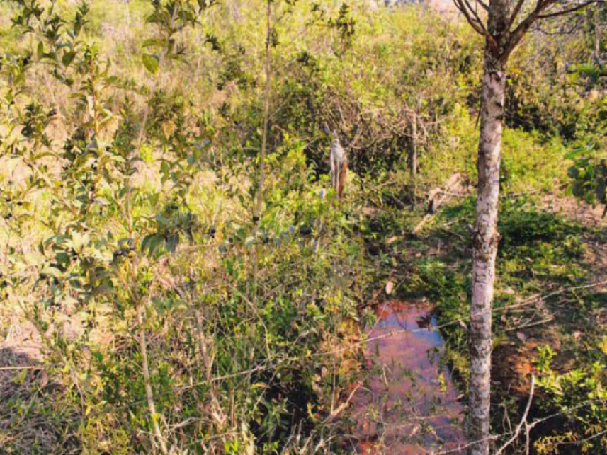 Imagem 4 do Leilão de Fazenda - Zona Rural - Monte Belo/MG