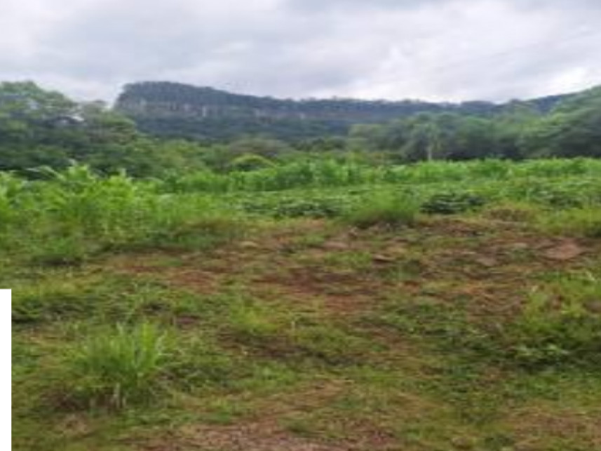Imagem 6 do Leilão de Área Rural - Interior - Canela/RS