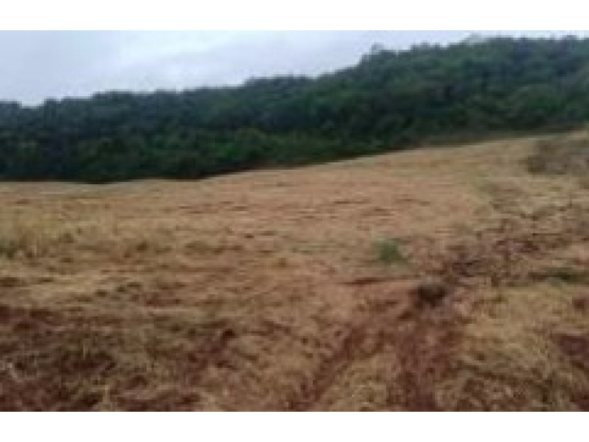 Imagem 4 do Leilão de Área Rural - Secção Floresta - Charrua/RS