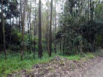 Terreno em leilão - ,  - Treviso/SC - Banco Safra | Z10878