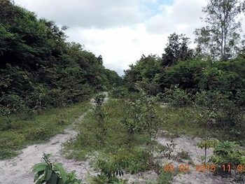 Área Rural em leilão - ,  - Caxias/MA - Suzano Papel e Celulose | Z11331