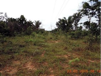Área Rural em leilão - ,  - Sítio Novo/MA - Suzano Papel e Celulose | Z11331
