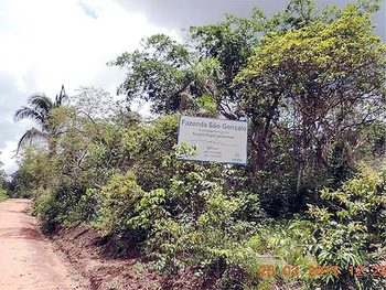 Área Rural em leilão - ,  - Timon/MA - Suzano Papel e Celulose | Z11331