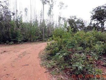 Área Rural em leilão - ,  - Sítio Novo/MA - Suzano Papel e Celulose | Z11331