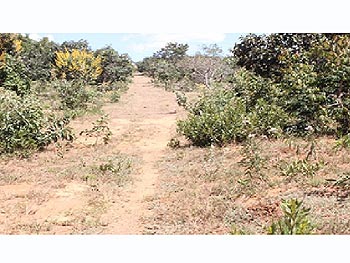 Área Rural em leilão - Lugar denominado Angico, s/nº - Cristalina/GO - Banco Sistema | Z13624