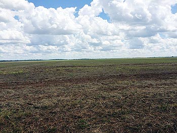 Área Rural em leilão - Fazenda Atlântica II, s/nº - Novo São Joaquim/MT - Banco Sistema | Z13624