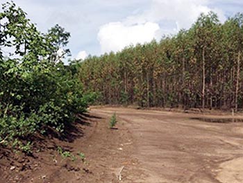 Área Rural em leilão - Fazenda Cachoeira, s/nº - Rubelita/MG - Banco Sistema | Z13624